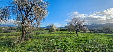 TER. AGRICOLO A QUARTUCCIU