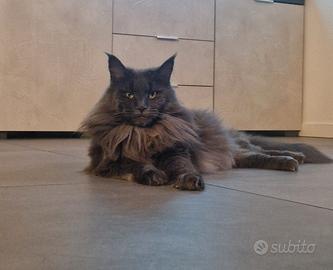 cuccioli di maine coon