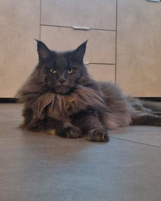 cuccioli di maine coon