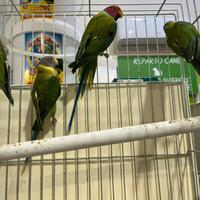 Parrocchetti testa di prugna