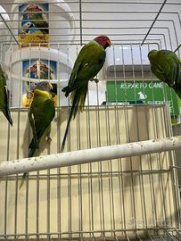 Parrocchetti testa di prugna