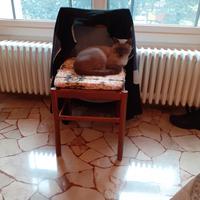 Gatto siamese blu point