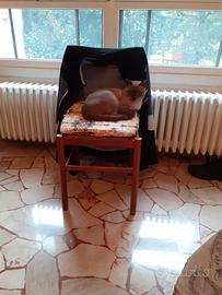 Gatto siamese blu point