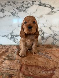 Cocker spaniel inglese