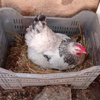 Galline