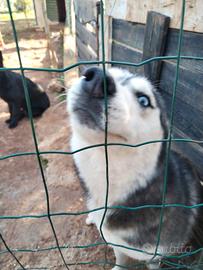 Husky femmina