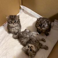 Gattini Persiani Chinchilla - nati il 9 gennaio