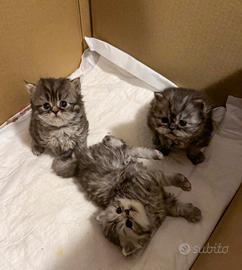 Gattini Persiani Chinchilla - nati il 9 gennaio