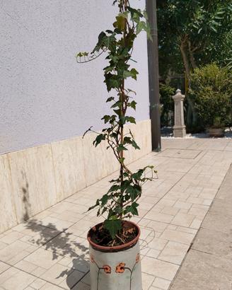 pianta di edera in vaso con tutore alta 1'50 