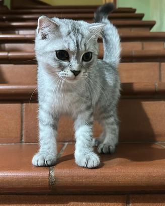GATTINI SCOTTISH maschietti