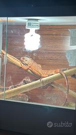 Iguana