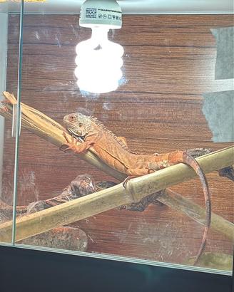 Iguana