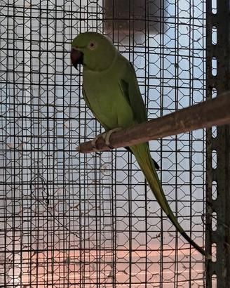 Parrocchetto dal collare femmina