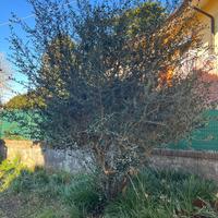 Ulivo adulto (Olea europaea) – appena sradicato