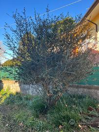 Ulivo adulto (Olea europaea) – appena sradicato