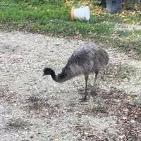 Emù femmina