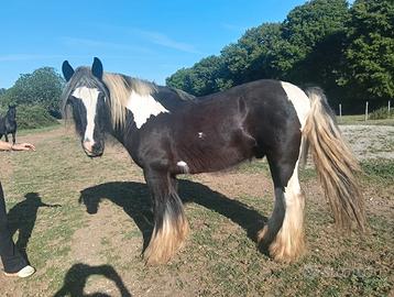 Gypsy Vanner