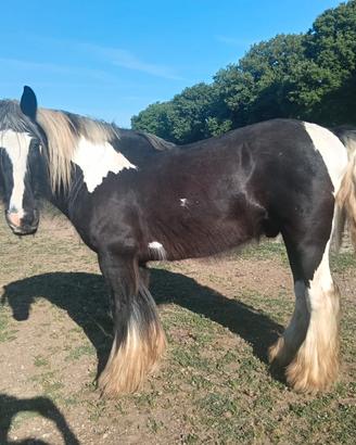 Gypsy Vanner
