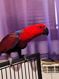 Pappagallo ecletto femmina