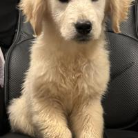 Cucciola golden retriever con lastre ufficiali