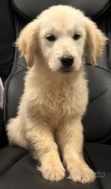 Cucciola golden retriever con lastre ufficiali