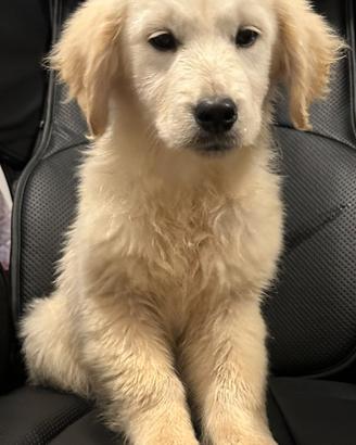 Cucciola golden retriever con lastre ufficiali