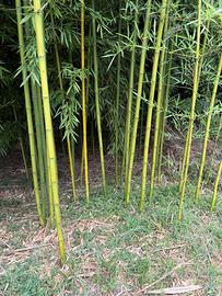 Canne di bambu