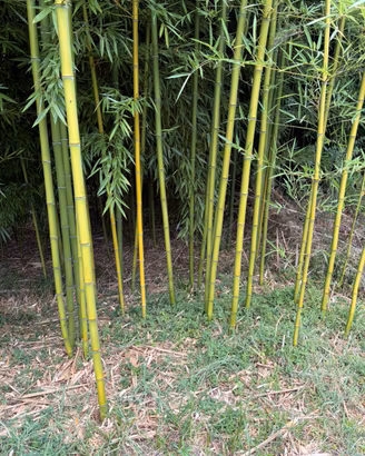Canne di bambu
