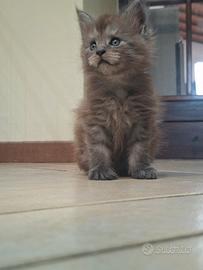 splendidi cuccioli di Maine coon 