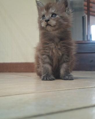 splendidi cuccioli di Maine coon 