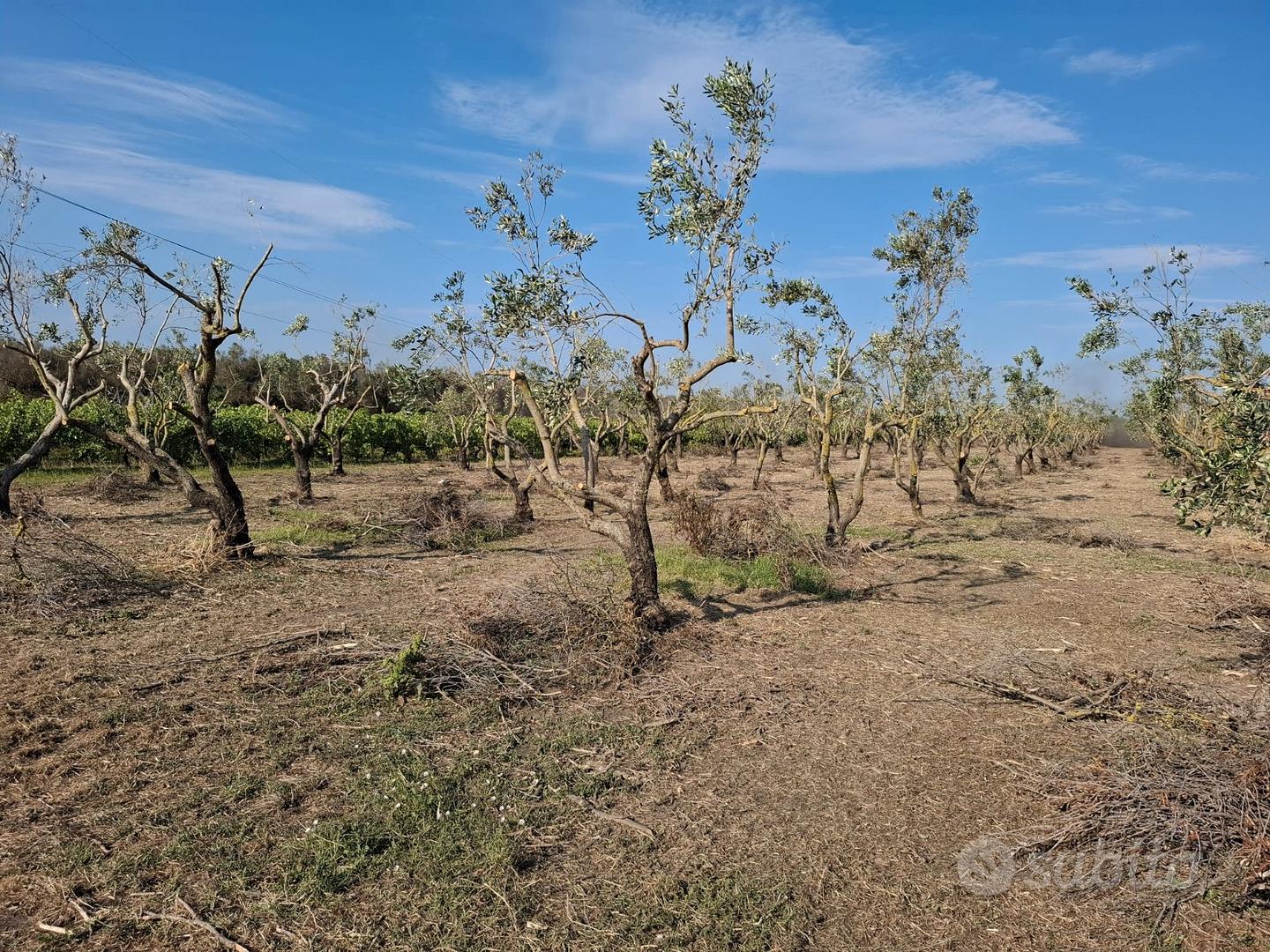 Terreno agricolo - View 2