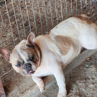 Bulldog francese