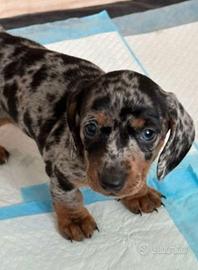 Cucciolata bassotti merle maschi e femmine