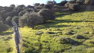 RGE 6/2015 Trib ENNA - LOTTO 3