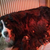 Cuccioli di bovaro del bernese