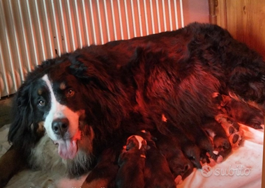 Cuccioli di bovaro del bernese