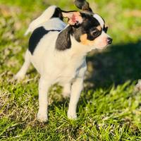 Chihuahua maschio di 8 mesi da monta