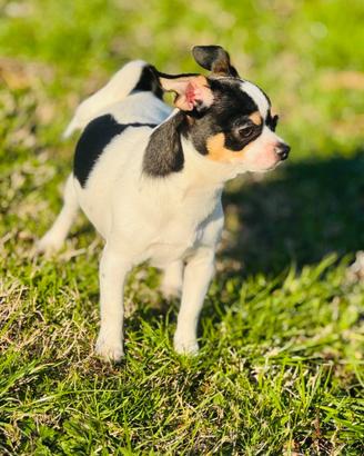 Chihuahua maschio di 8 mesi da monta