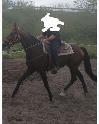 Cavallo trottatore