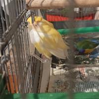 Coppia bengalini coppia diamantini