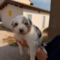 Cuccioli pastore australiano merle e tricolor