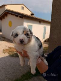 Cuccioli pastore australiano merle e tricolor