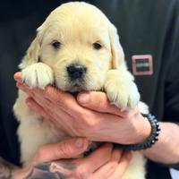 Cuccioli di golden teriever