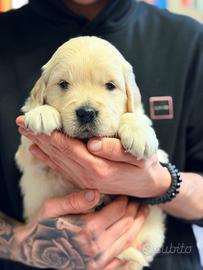 Cuccioli di golden teriever