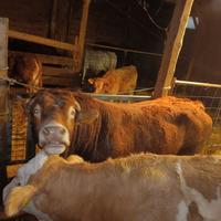 Toro limousine di razza