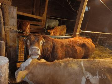 Toro limousine di razza