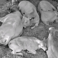 Piemontesi vitelli vitelle vacche