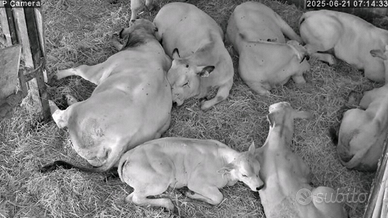 Piemontesi vitelli vitelle vacche