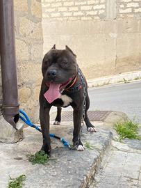 Disponibile per monta UKC