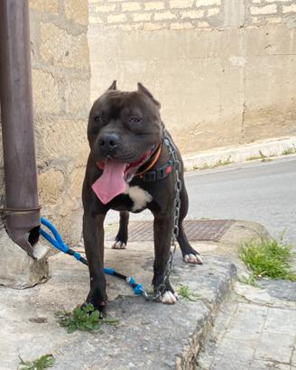 Disponibile per monta UKC